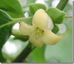 Persimmon_0375